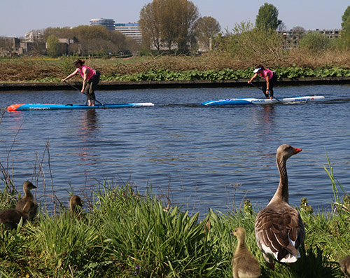 SUP 2019 NK Haarlem dames race