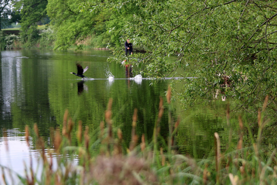 SUP Route Naarden Vesting vogel